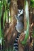 lemur catta