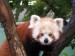 panda červená